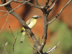Ptilotula keartlandi