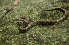Travancore Pit Viper photo 4