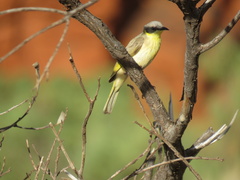 Ptilotula keartlandi