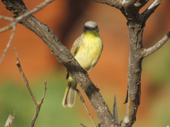 Ptilotula keartlandi