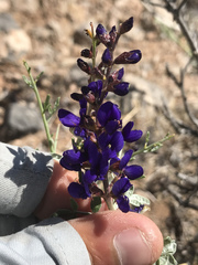 Psorothamnus fremontii