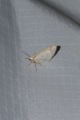 Lomographa glomeraria