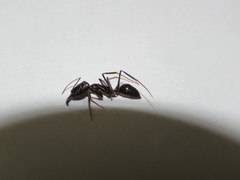 Odontomachus ruficeps