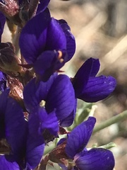 Psorothamnus fremontii