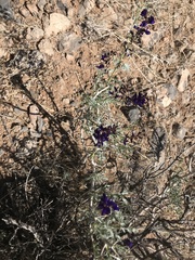 Psorothamnus fremontii