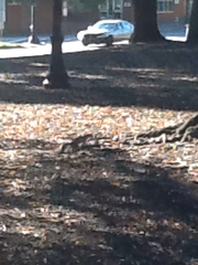 Sciurus carolinensis