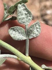 Psorothamnus fremontii