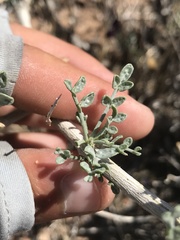 Psorothamnus fremontii