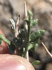 Psorothamnus fremontii