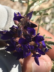 Psorothamnus fremontii