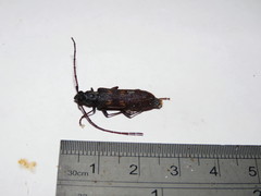 Phoracantha punctata