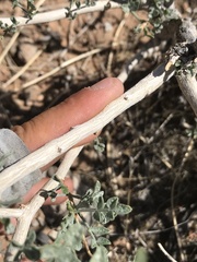 Psorothamnus fremontii