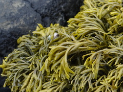 Pelvetia canaliculata