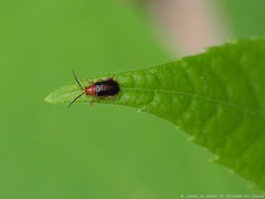 Pachyonychus paradoxus