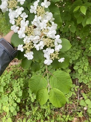 Viburnum plicatum