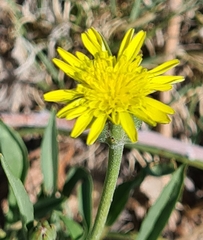 Scorzonera laciniata