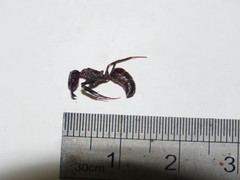 Odontomachus ruficeps