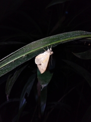 Oxyodes