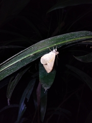 Oxyodes