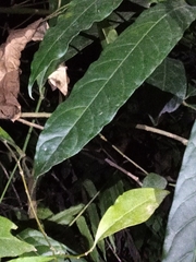 Oxyodes