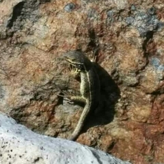 Stenocercus trachycephalus