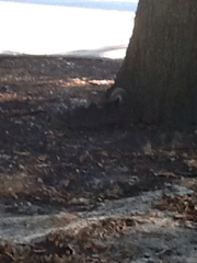 Sciurus carolinensis