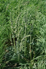 Salvia austriaca