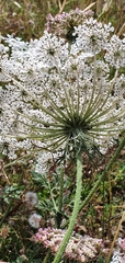 Daucus carota subsp. maximus image