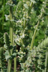 Salvia austriaca