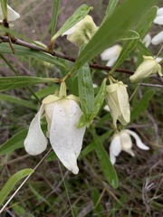 Asimina angustifolia