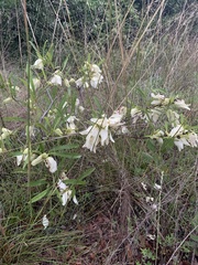 Asimina angustifolia