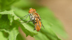 Eliozeta helluo