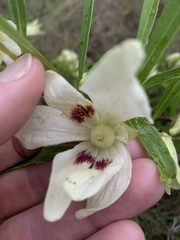 Asimina angustifolia