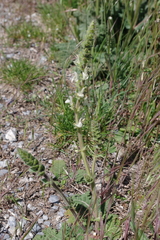 Salvia austriaca