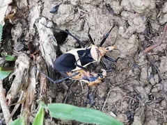 Zelurus circumcinctus