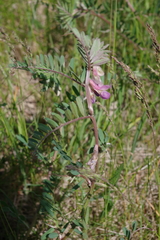 Vicia pannonica