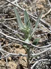 Chenopodium leptophyllum