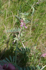 Vicia pannonica
