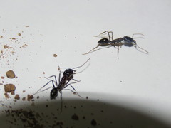 Odontomachus ruficeps