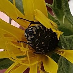 Oxythyrea