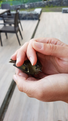 Regulus regulus inermis