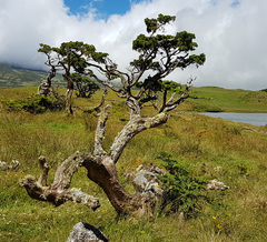 Juniperus brevifolia