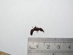 Odontomachus ruficeps