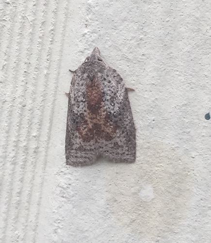White-lined Leafroller Moth