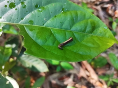 Haemadipsa interrupta