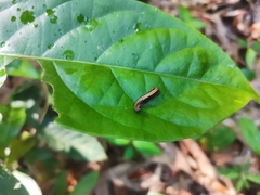 Haemadipsa interrupta