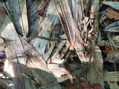 Haemadipsa interrupta