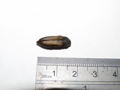 Neobubastes flavovittata