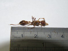 Myrmecia desertorum
