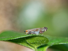 Fieberiella pulcherrima